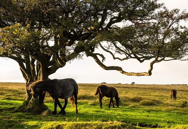 If you want to really enjoy all the delights of Devon, Dartmoor is only a car journey away (approximately 40 minutes). Most certainly worth the effort.