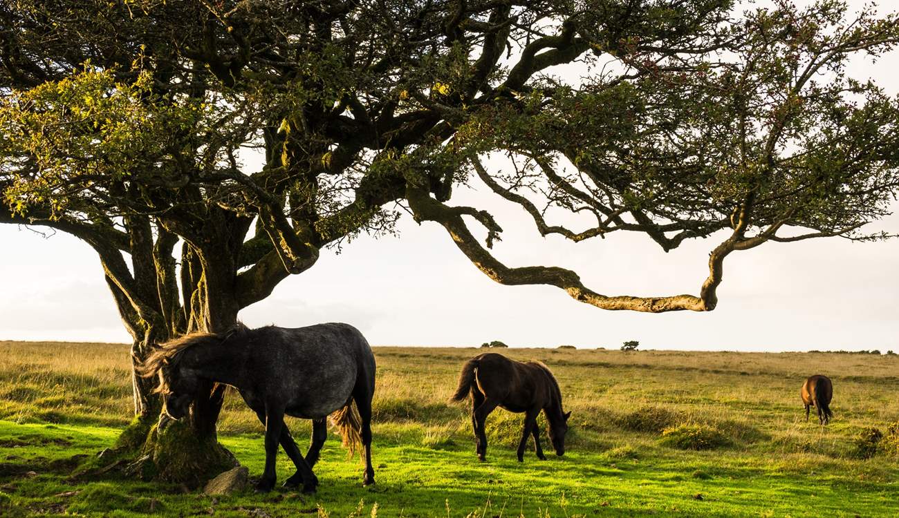 If you want to really enjoy all the delights of Devon, Dartmoor is only a car journey away (approximately 40 minutes). Most certainly worth the effort.