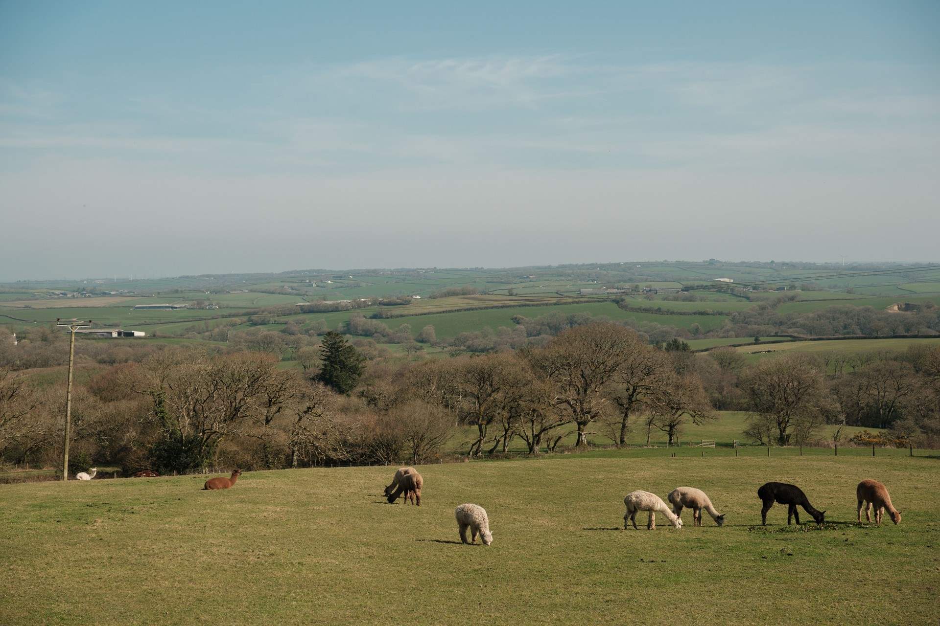 Say hello to your friendly alpaca neighbours.