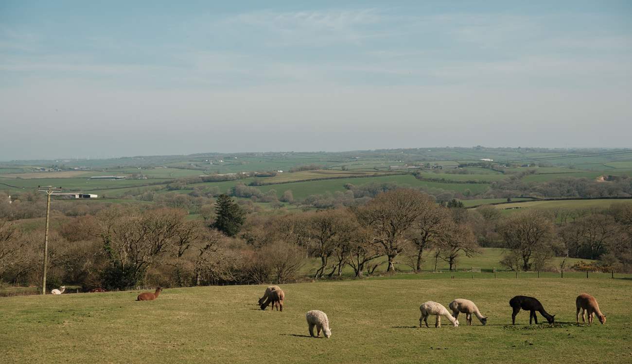 Say hello to your friendly alpaca neighbours.