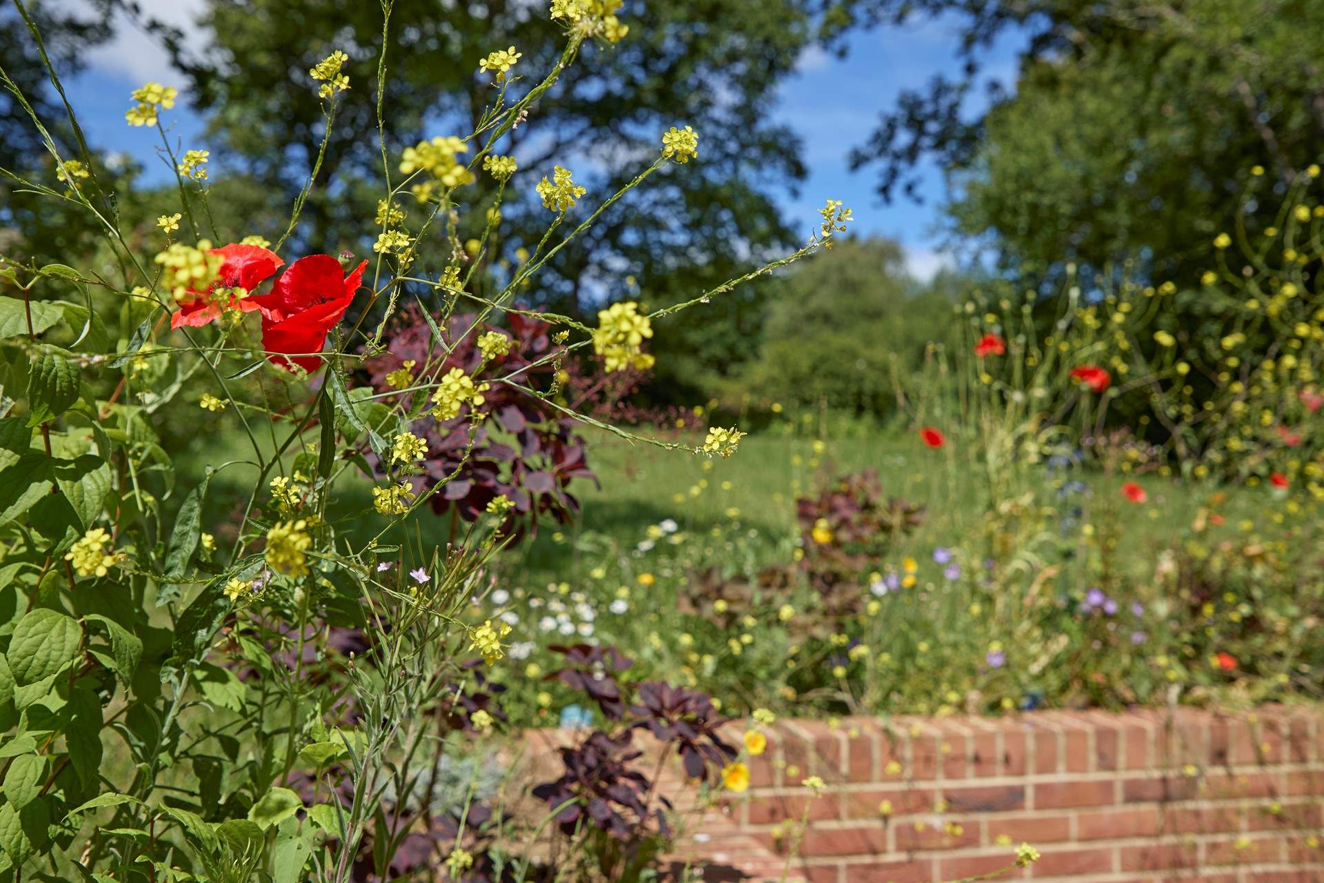 Beautiful wild flowers.