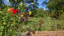 Beautiful wild flowers.