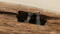 Hunt the beams for the cute little animals hidden in the nooks. 