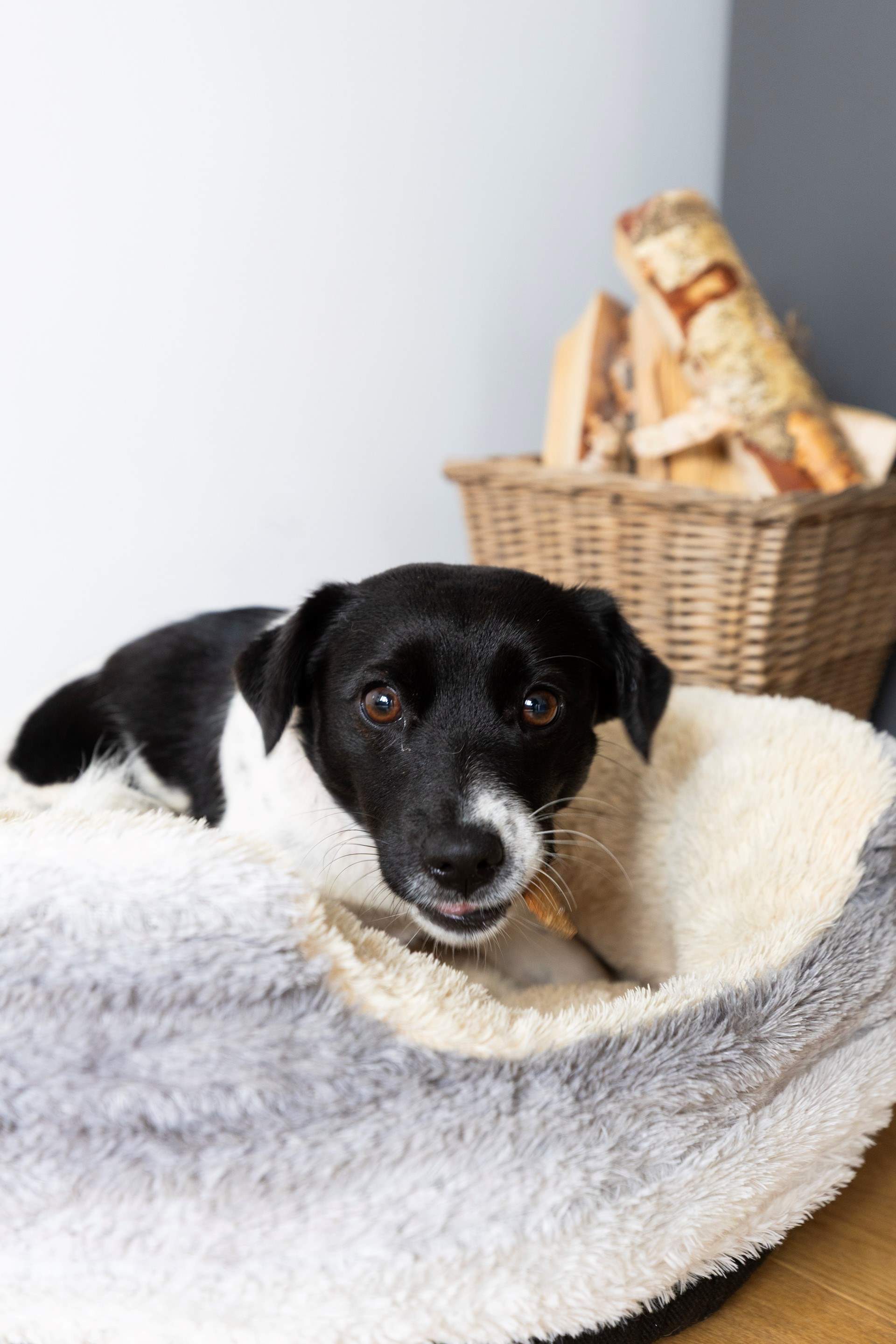 Little dogs are more than welcome at The Gallery. 