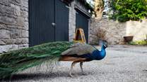 Spot the peacocks in the castle grounds. 