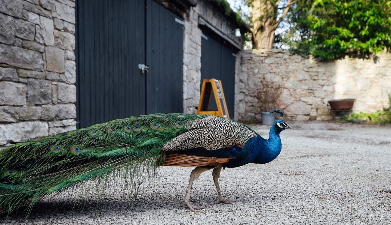 Spot the peacocks in the castle grounds. 