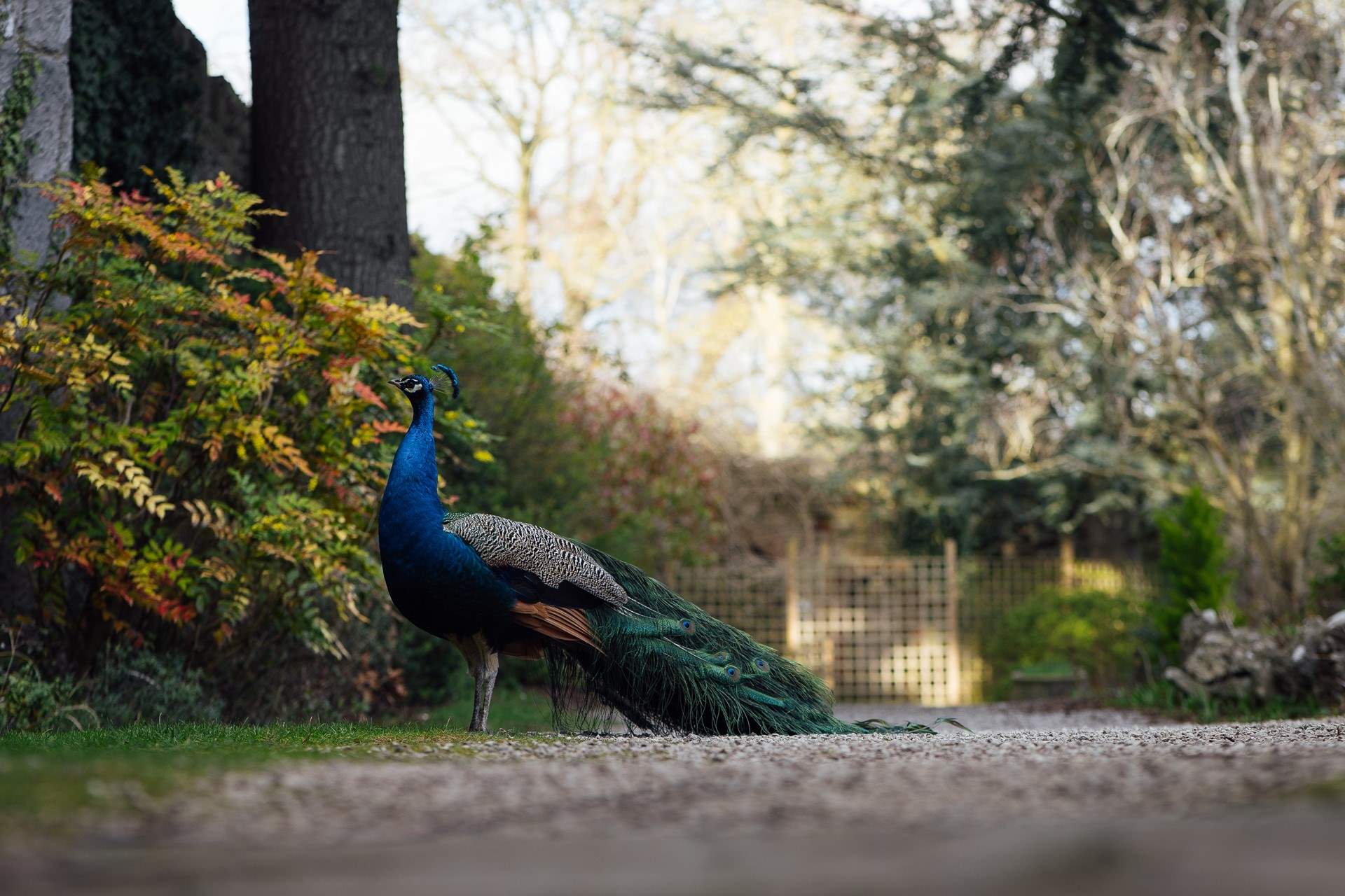 Spot the peacocks in the castle grounds. 