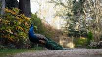 Spot the peacocks in the castle grounds. 