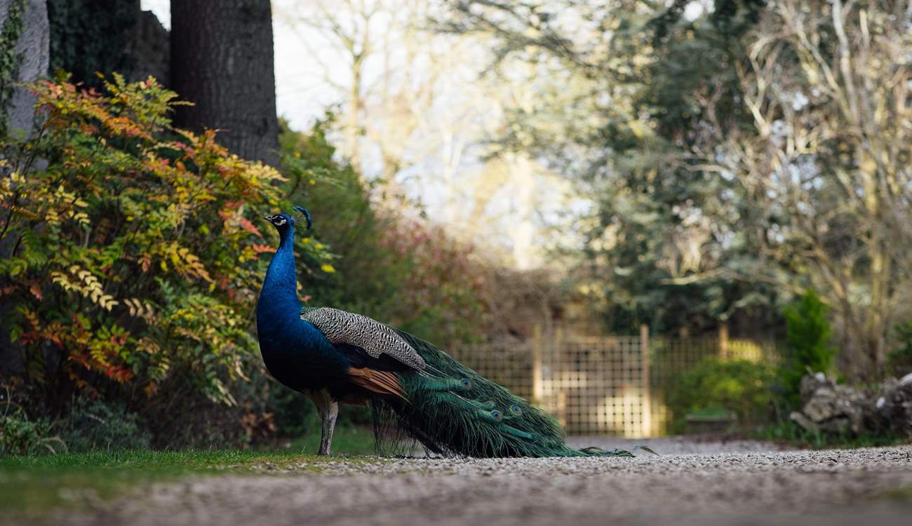 Spot the peacocks in the castle grounds. 