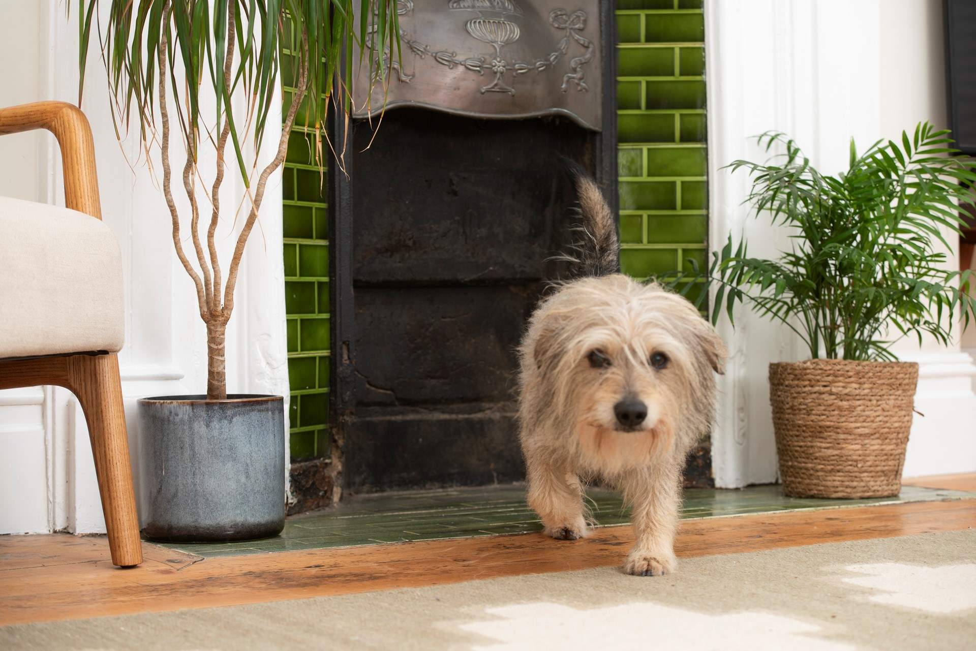 Number 67 welcomes dogs. 