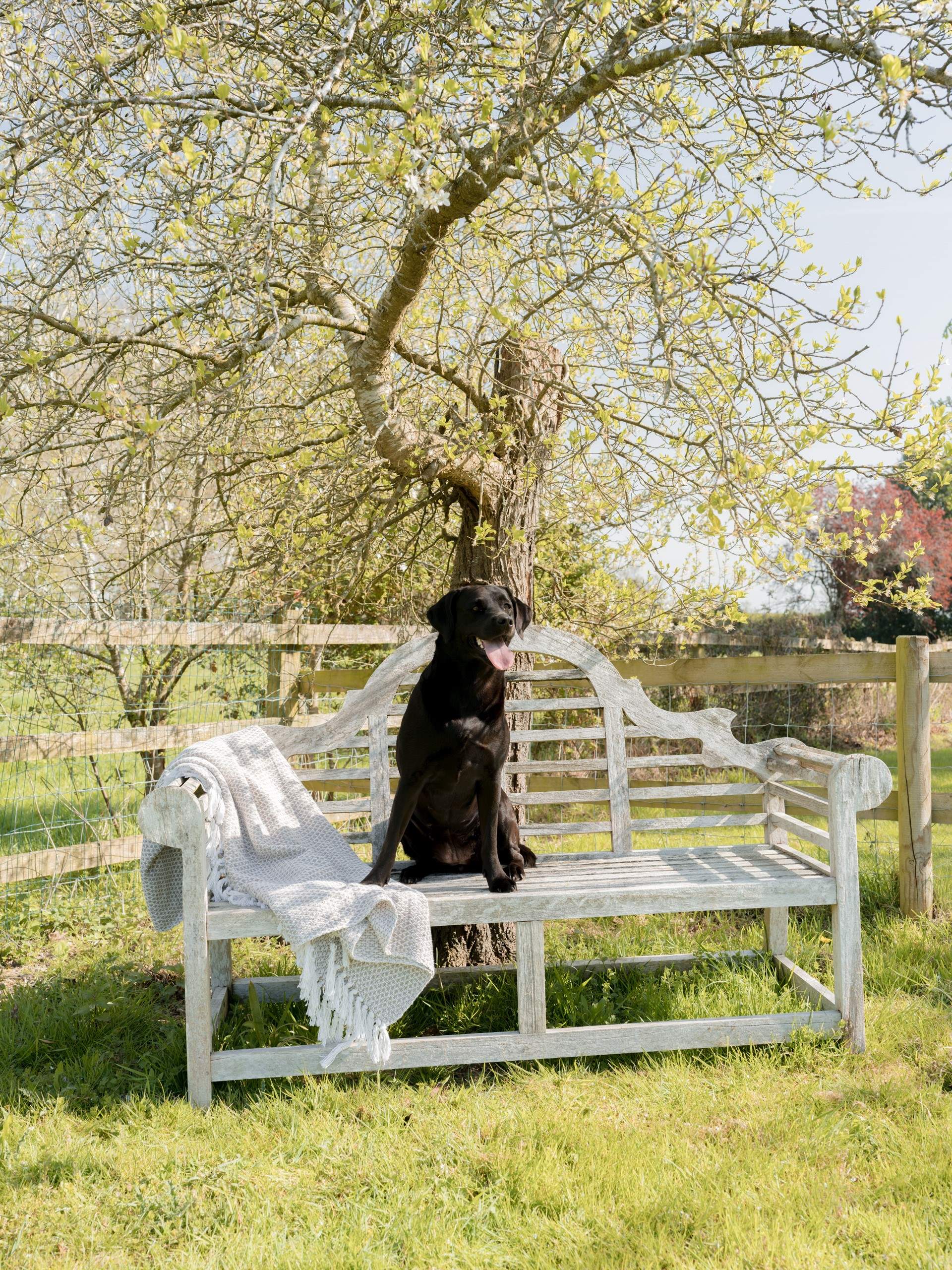 Let your four-legged friend have a rest in the shade.