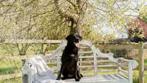 Let your four-legged friend have a rest in the shade.