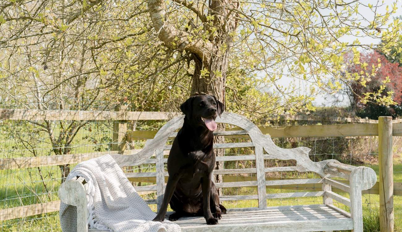 Let your four-legged friend have a rest in the shade.
