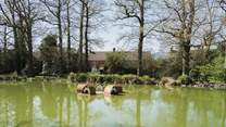 The village duck houses on the pond.