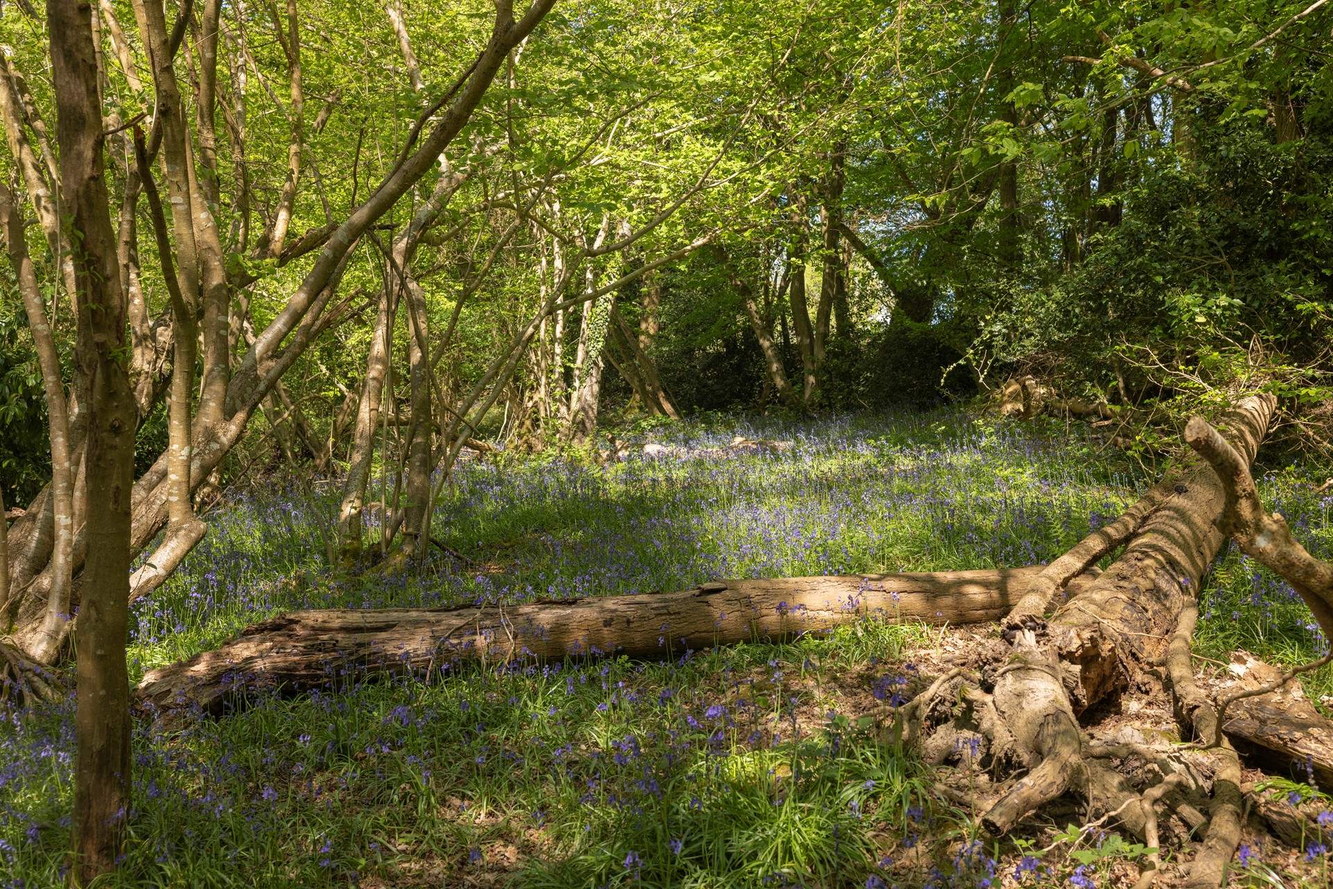 Ancient woodlands to explore.