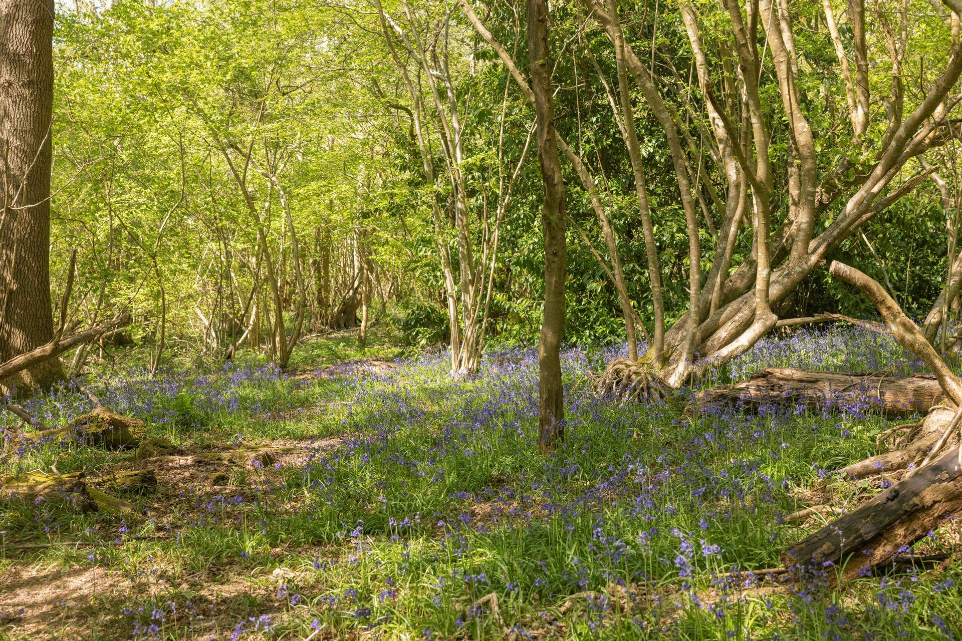 Bluebells!