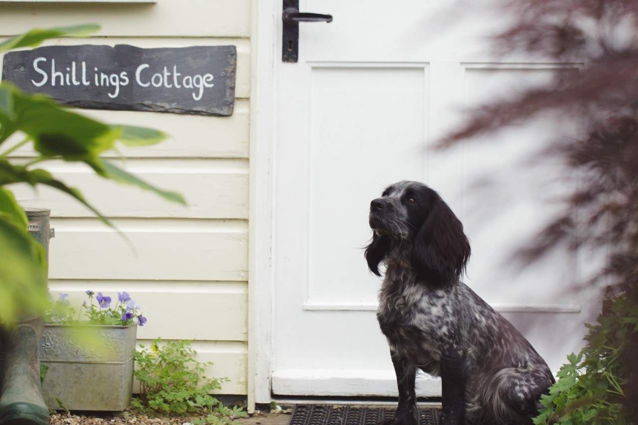 Your four-legged friends will simply love the grounds and space.