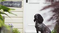 Your four-legged friends will simply love the grounds and space.