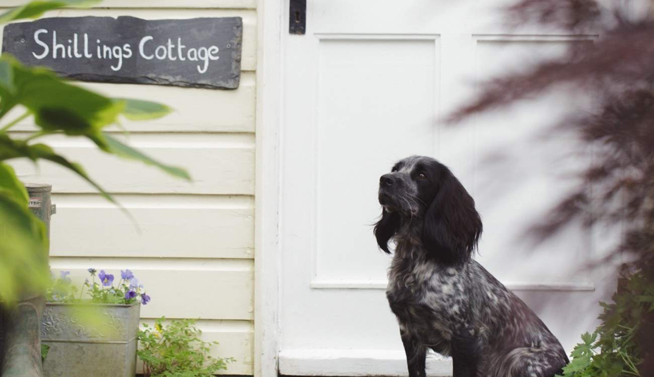 Your four-legged friends will simply love the grounds and space.
