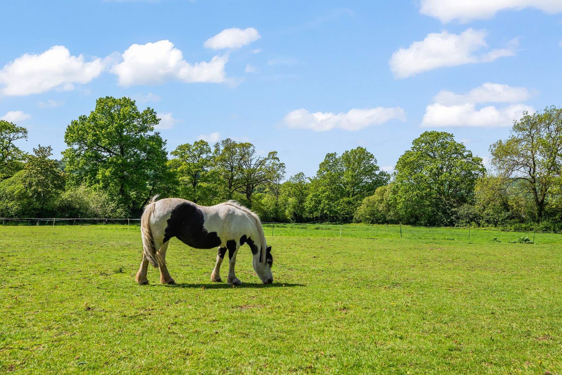 Say hello to your friendly neigh-bour.