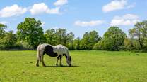 Say hello to your friendly neigh-bour.