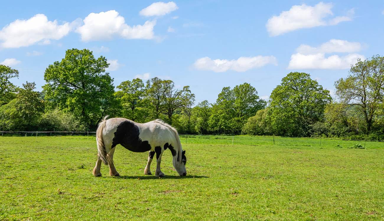 Say hello to your friendly neigh-bour.