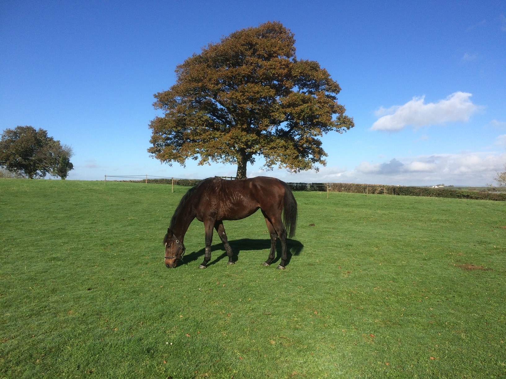 One of your gorgeous neighbours enjoying the Devon sun.