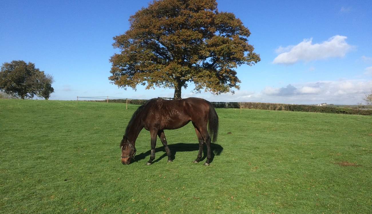 One of your gorgeous neighbours enjoying the Devon sun.