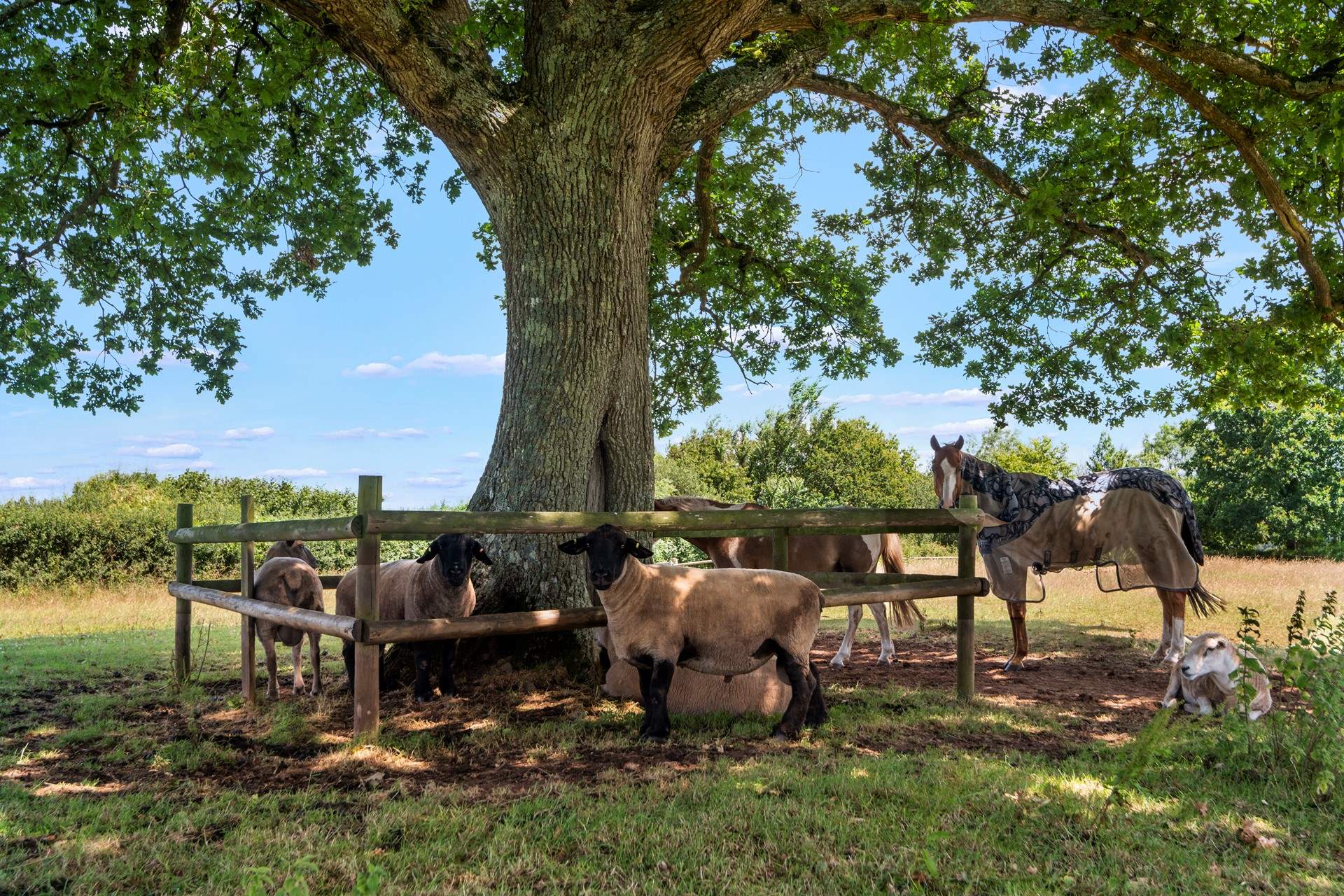 Some of your gorgeous neighbours enjoying at touch of shade from the Devon sun.