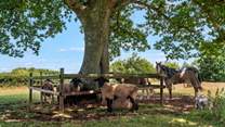 Some of your gorgeous neighbours enjoying at touch of shade from the Devon sun.