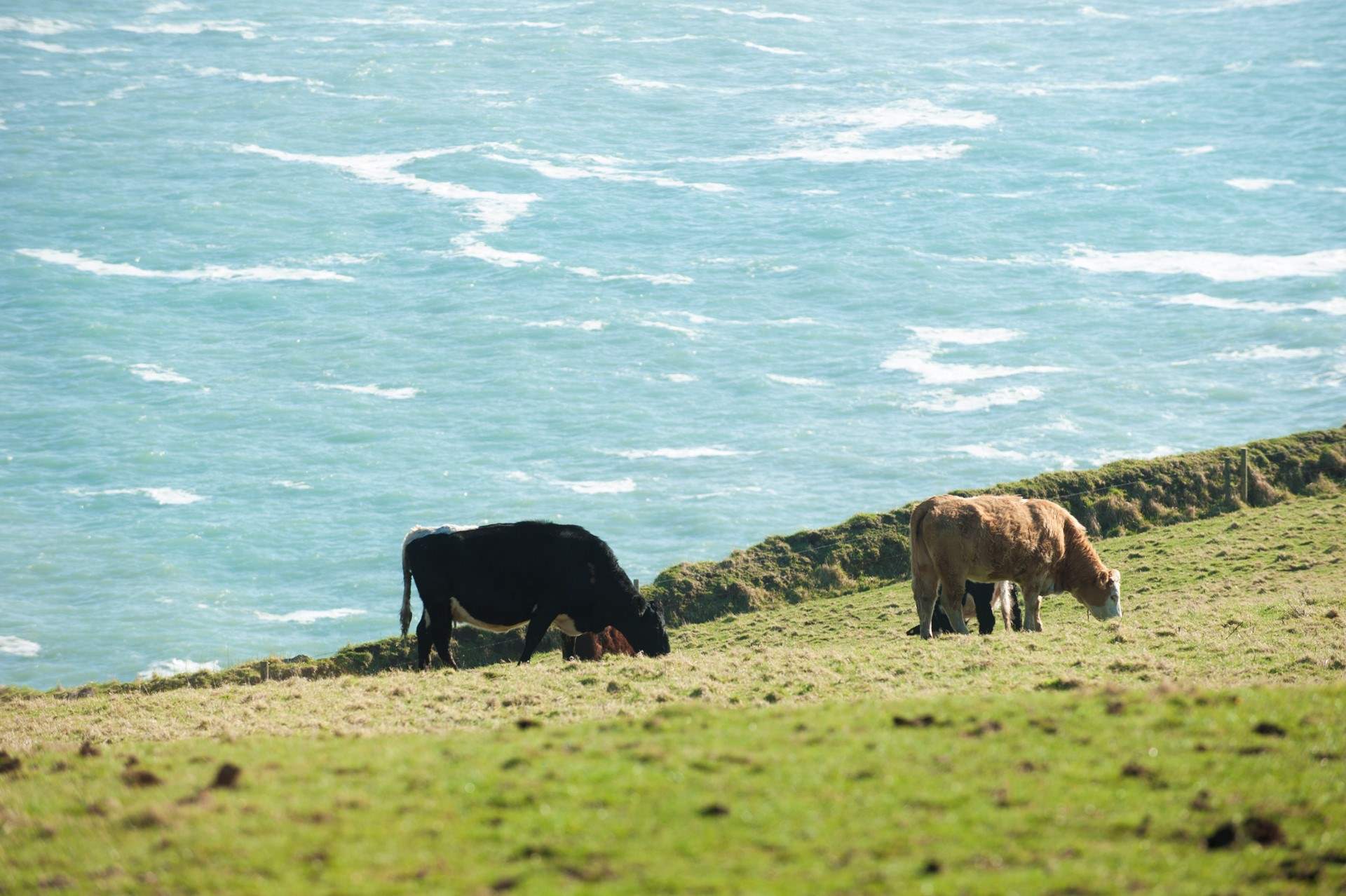 Neighbouring cows near the beach!