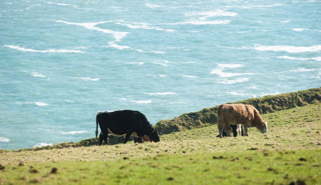 Neighbouring cows near the beach!