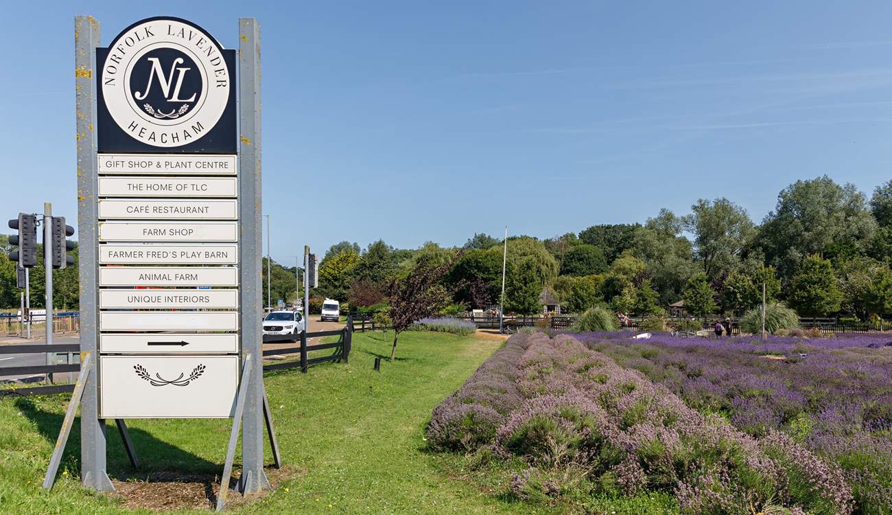 Heacham is home to the famous Norfolk Lavender farm. 