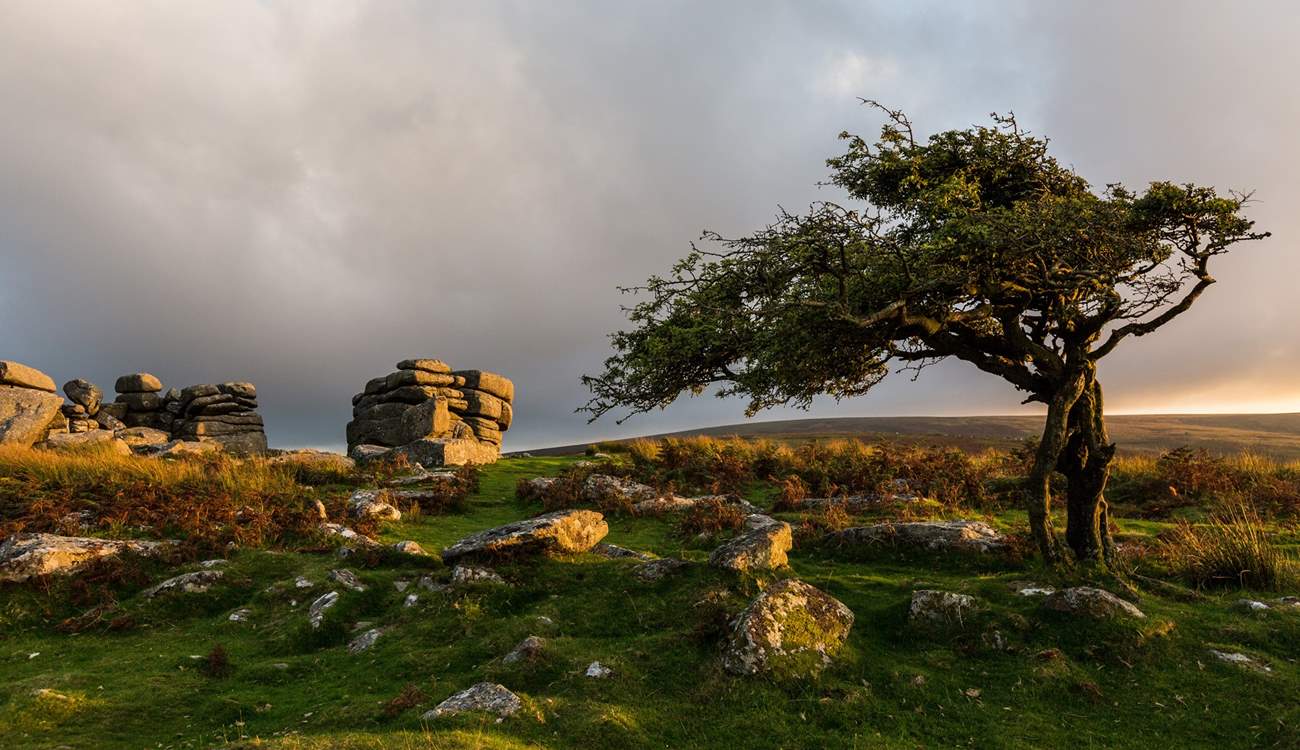 For a change of scenery, why not take a trip to Dartmoor where you'll find Dartmoor ponies roaming as well as plenty of cosy pubs to stop at.