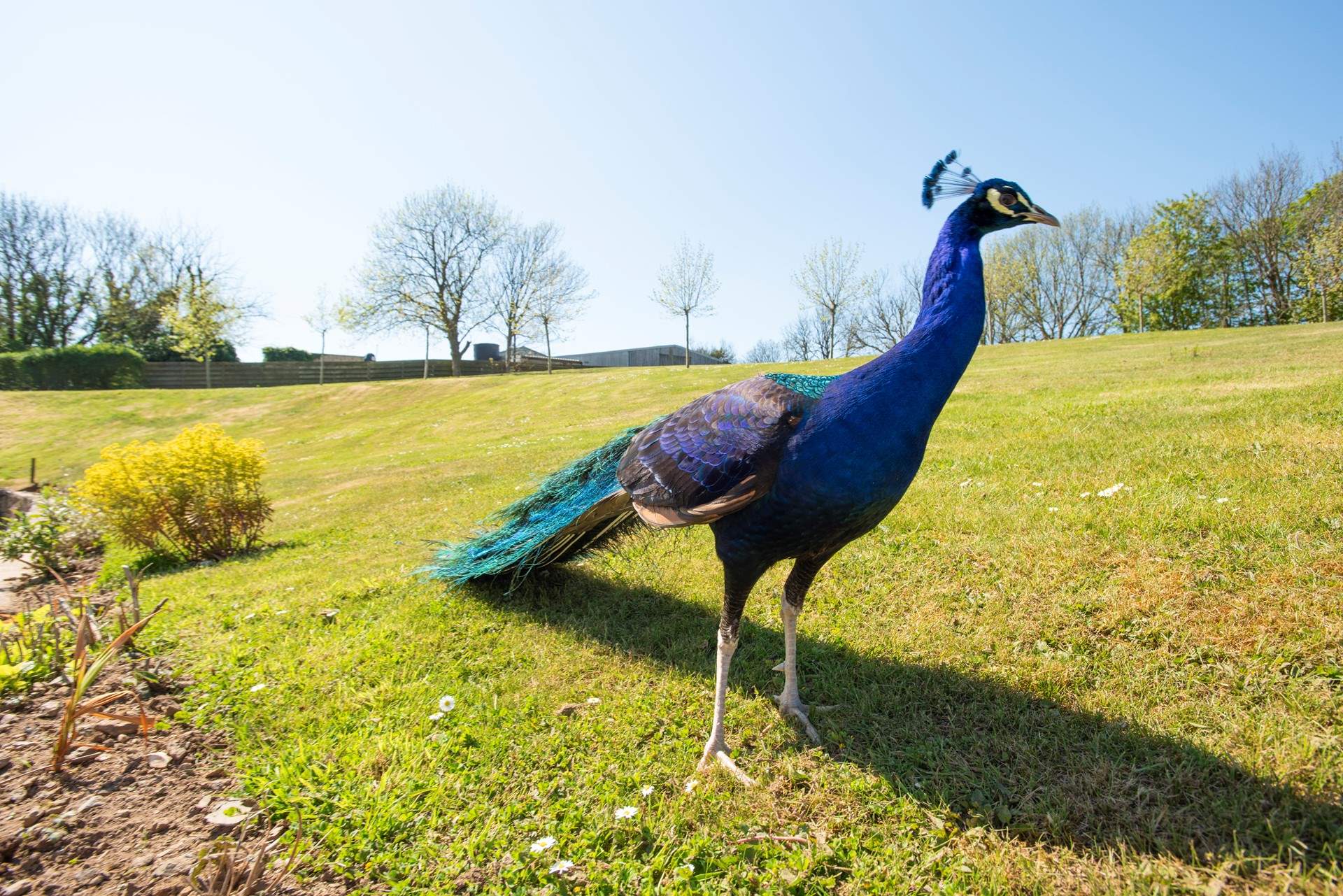 One of the friendly peacocks who live on site may pop by to say hello.