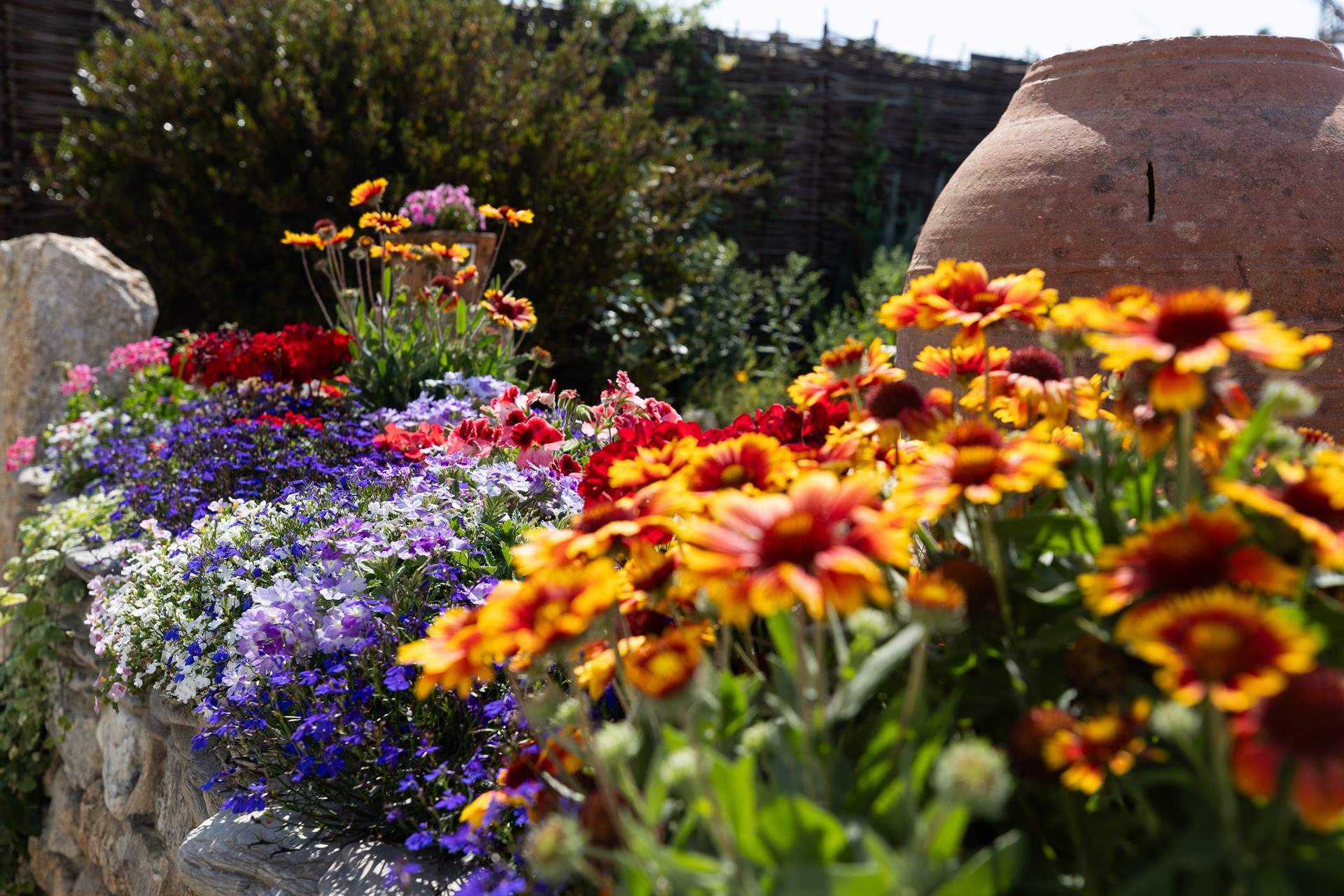 Enjoy the beauty of the blooms!