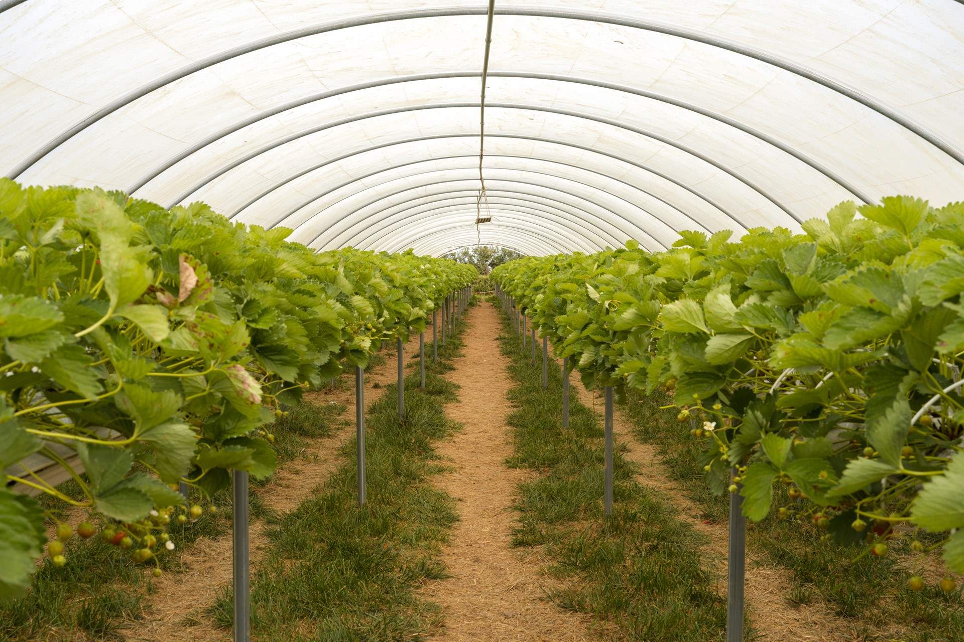 Pick your own seasonal produce straight from the fields, from summer berries to runner beans and autumn pumpkins - every season brings something to the table.