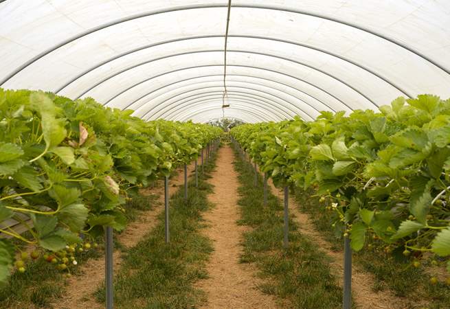 Pick your own seasonal produce straight from the fields, from summer berries to runner beans and autumn pumpkins - every season brings something to the table.