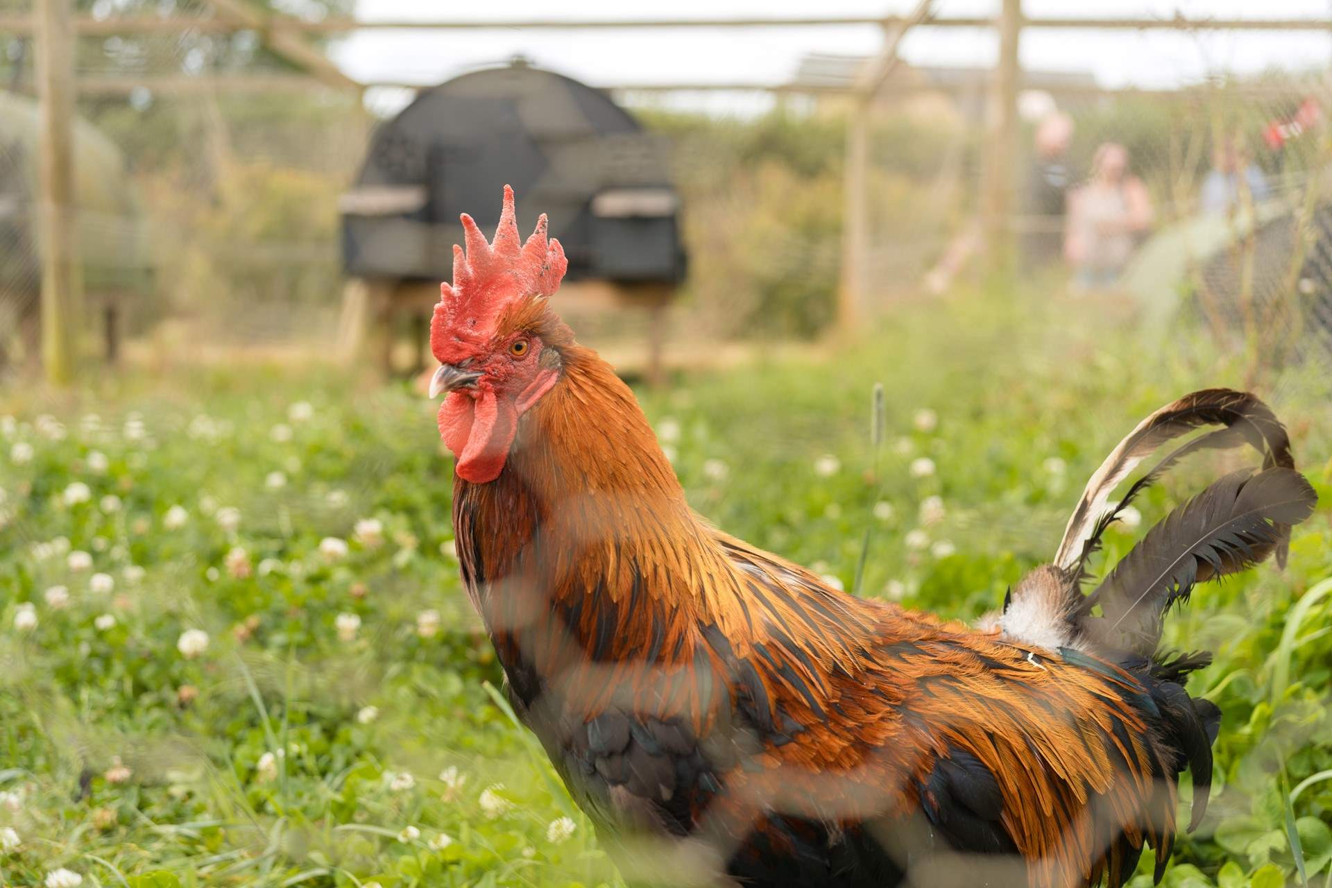Meet the friendly farmyard residents, all much loved.