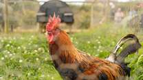 Meet the friendly farmyard residents, all much loved.