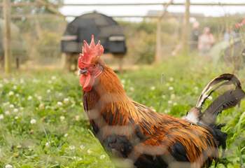 Meet the friendly farmyard residents, all much loved.