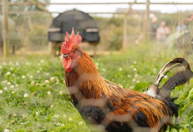 Meet the friendly farmyard residents, all much loved.