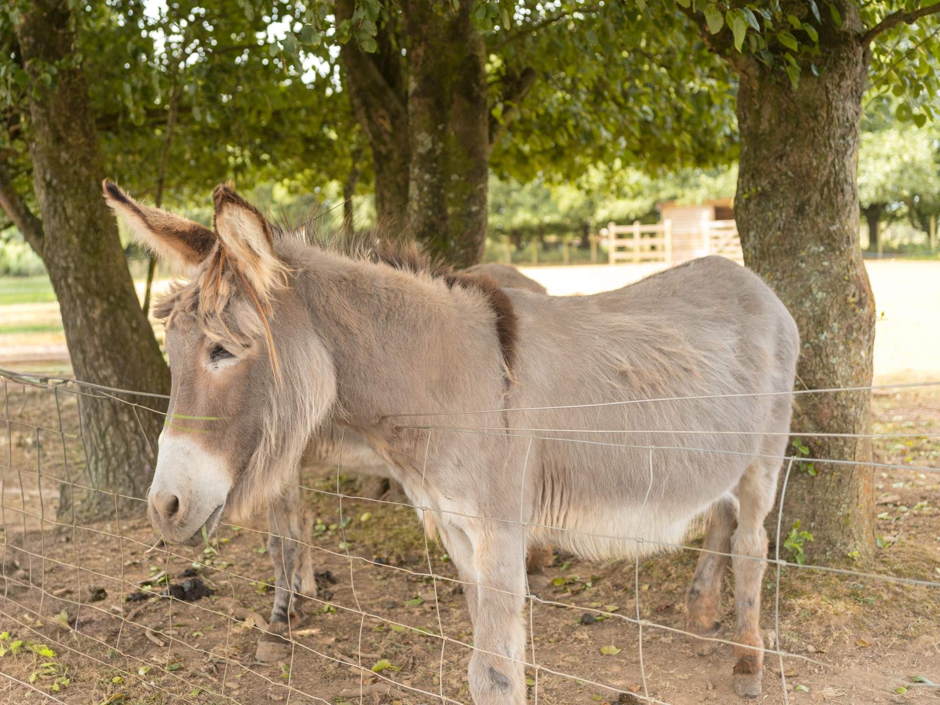 The gentle donkeys, do pop over to say hello.