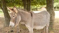 The gentle donkeys, do pop over to say hello.