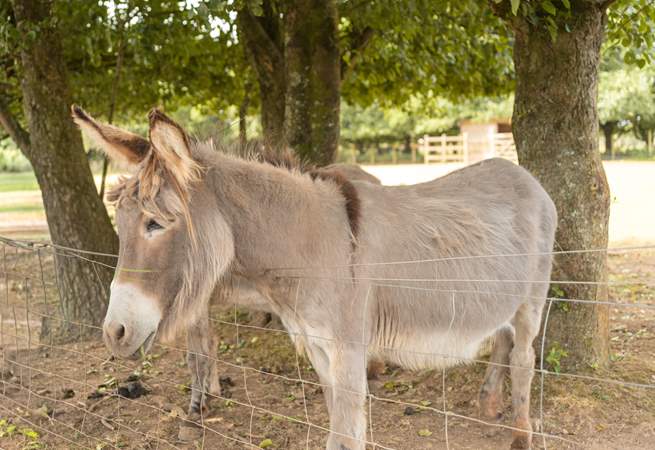 The gentle donkeys, do pop over to say hello.