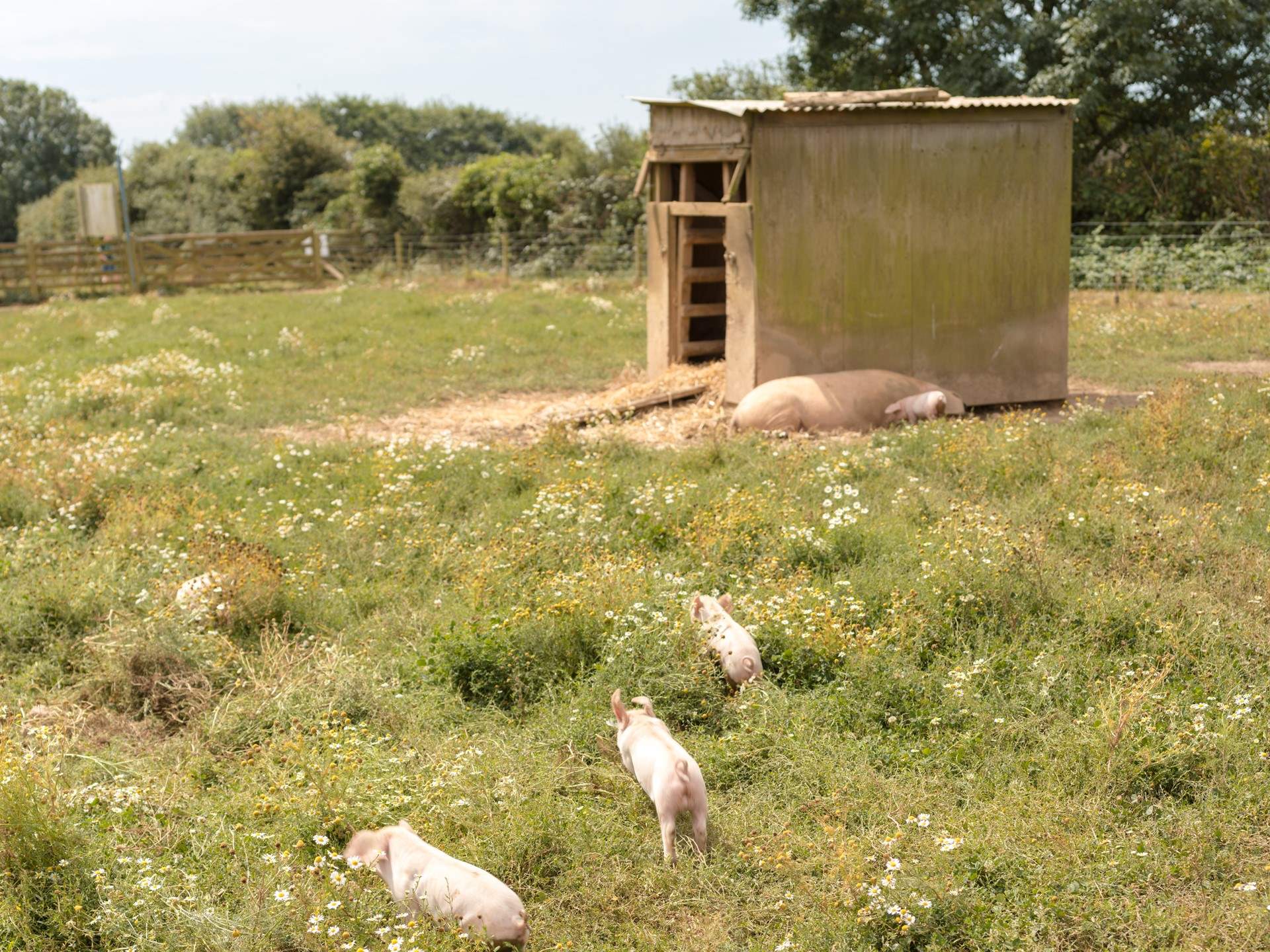 Mum and her piglets are simply delightful.  