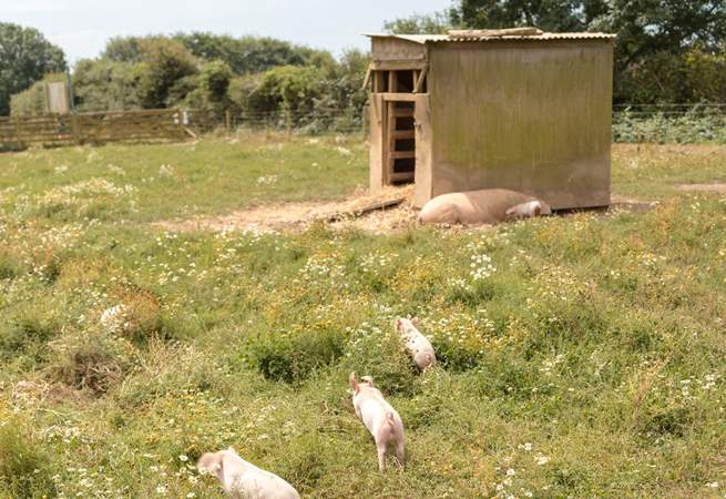 Mum and her piglets are simply delightful.  