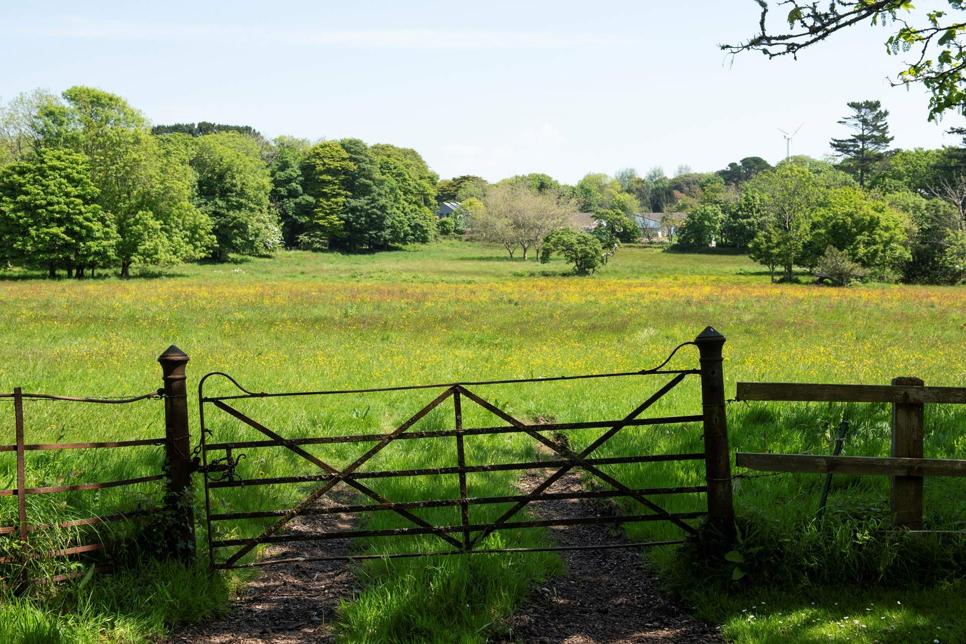 Sometimes cattle graze in the meadow in front of the house.