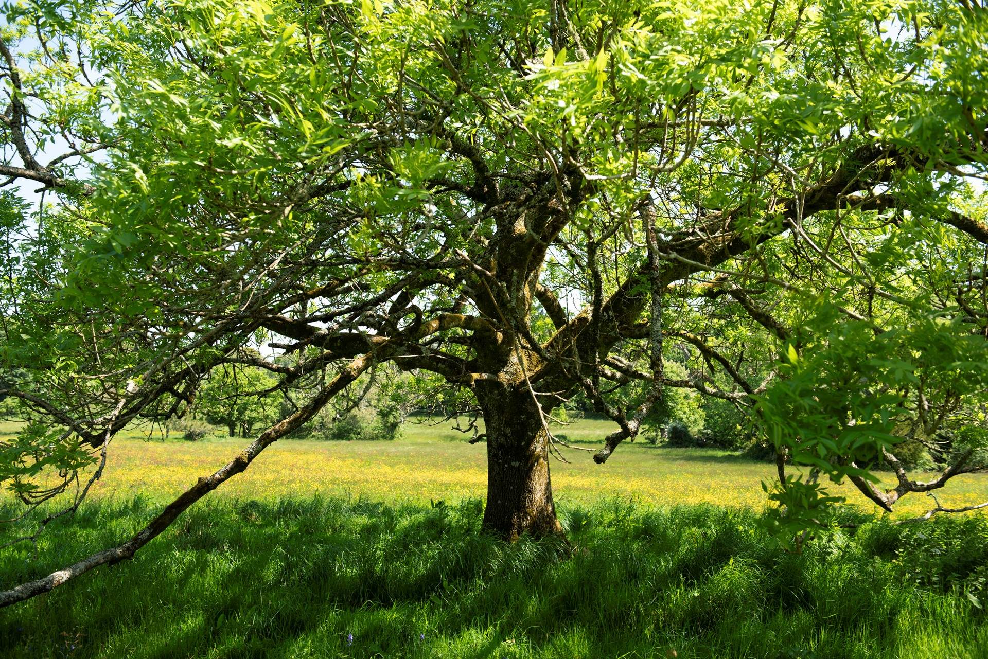 Stop under the trees and unpack your picnic.
