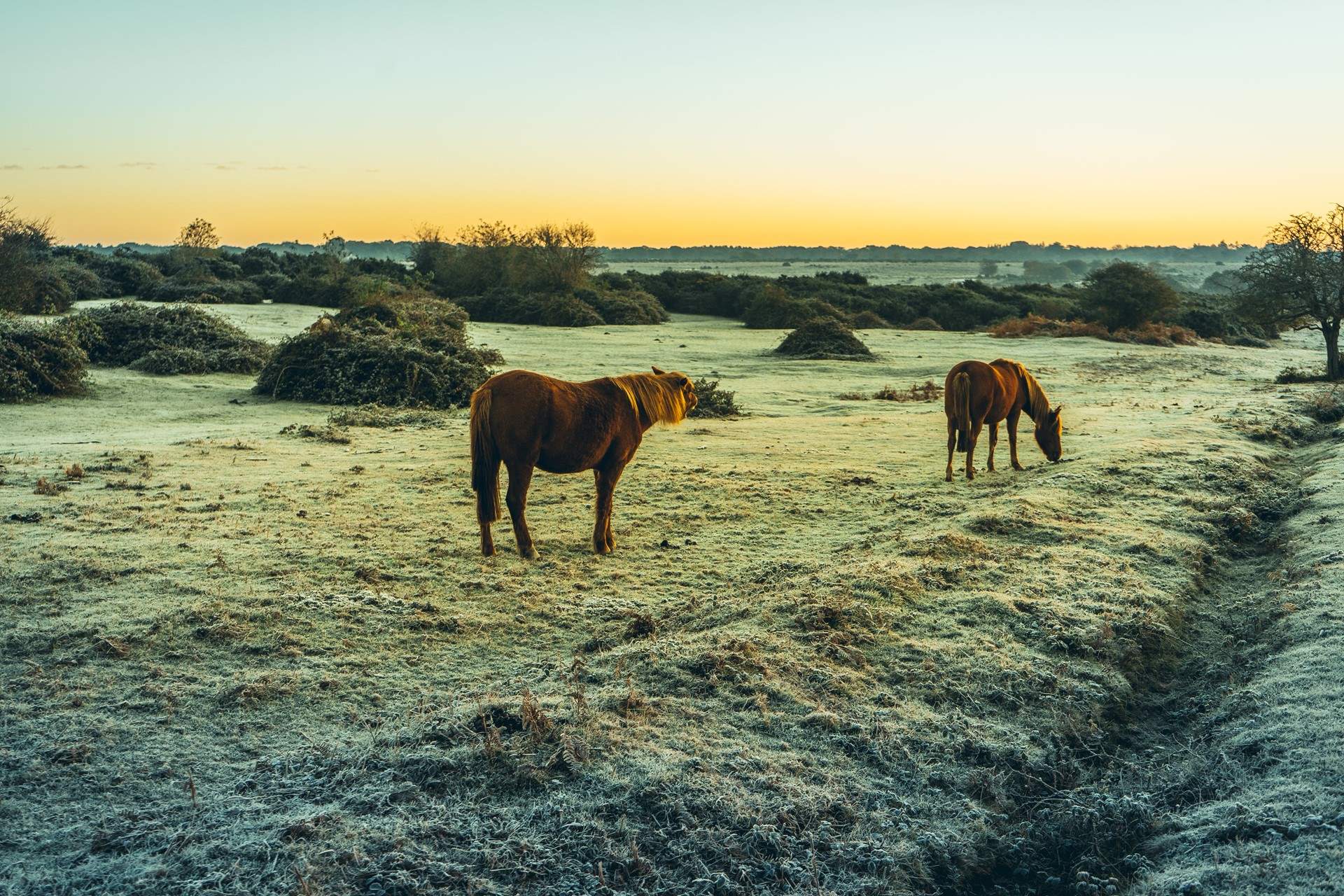 The New Forest is just a short drive...
